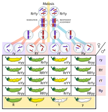 Mendelian Inheritance Wikipedia