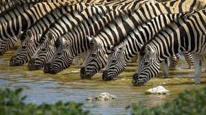 Rare white Lion roars ❤