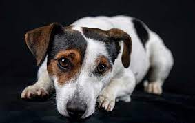 Il bulldog è una razza di cani molto popolare in italia e che si trova perfettamente a suo agio in appartamento. I 25 Top Cani Da Appartamento Nati Per La Citta Classifica