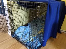 Trainpetdog.com has been visited by 10k+ users in the past month Pin On Puppy