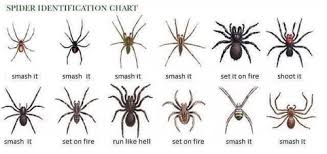 a spider identification course imgur