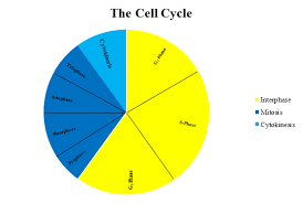 In animals, the mitochondria are replicated to provide the ability to produce enough energy to daughter. Cell Cycle Wyzant Lessons