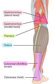 The leg anatomy includes the quads, hams, glutes, hip flexors, adductors & abductors. 6 Muscles Of The Lower Leg Simplemed Learning Medicine Simplified