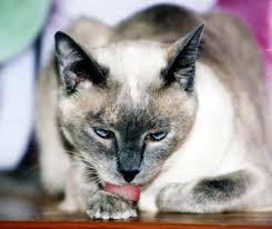 Explore flying tiger shadow's (@flying_tiger_shadow) posts on pholder | see more posts from u/flying_tiger_shadow about starcitizen, aww and christmas. Pets With Compulsive Disorders You Betcha