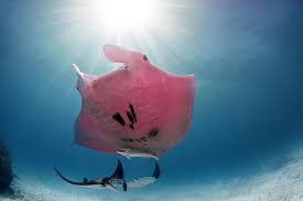Manta ray fish apparel depicted by a cute white line forming manta ray. How Did This Rare Pink Manta Photographed In Australia Get Its Color