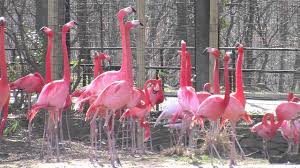 More animals & plants from san diego zoo and san diego zoo safari park. Flamingos At The National Zoo Youtube