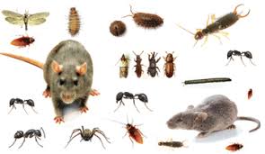 Our professional pest exterminators can get rid of cockroaches, termites, rodents (rats), ants we have pest management programmes created for pest control in singapore for residences. According To The Situation Choose The Best Pest Control Way In Singapore Best Pest Control Company In Singapore