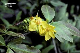 Image result for Ochna cyanophylla