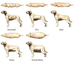 Overweight Dog Problems Goldenacresdogs Com
