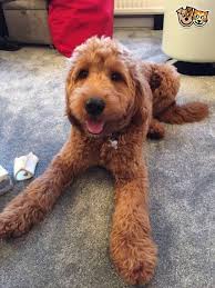 Mini goldendoodles are cuddly, very loving, and smart. Red F1 Goldendoodle Puppies Ready Now Grantham Lincolnshire Pets4homes Goldendoodle Goldendoodle Puppy Red Goldendoodle