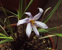 Image result for Xerophyta wentzeliana