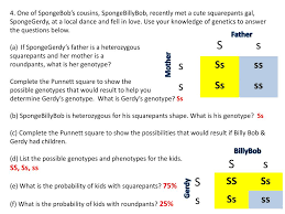 Ppt planner oct 23 t punnett squares d predict the probability of an offspring s genotype powerpoint presentation id 2005185 : Punnett Square Practice 3 Spongebob Squarepants Bikini Bottom Genetics Worksheet Promotiontablecovers Spongebob Is Heterozygous For His Square Shape But Spongesusie Is Round Samhenzeljornalista