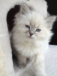 Quickly find the best offers for siberian kittens for sale on newsnow classifieds. Hypoallergenic Cats For Adoption