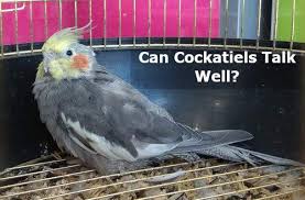 Cockatiel parrots male aur female different in normal gray cockatiels, male cockatiels have a richer gray color and brighter orange. Can Cockatiels Talk Well Male Or Female Better Talk Cockatielreview