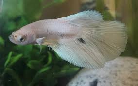 Discover the magic of the internet at imgur, a community powered entertainment destination. Black Spots On New Betta Pets Stack Exchange