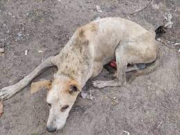 How to help stray dogs in Varanasi from being brutally killed?