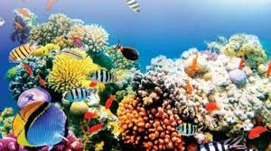 Coral Reef In India Off Goas Coast Indias Hidden Coral Gem