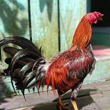 Mari kita simak penjelasan agen sabung ayamagen sabung ayam Sabung Ayam Pilipin Vs Peru Boston Peru Magon Ninja Ayam Filipina Bangkok Ayam Petarung Boston Pure Peruvian Youtube Dengan Proses Dana Deposit Dan Withdraw Yang