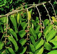 Image result for Trema