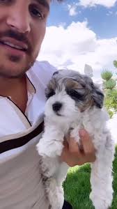 Micro berneDoodle puppies #microbernedoodle #minibernedoodle #bernedoodle  #bernedoodles #bernedoodlesofinsta #bernedoodlehub #bernedoodlepuppy  #bernedoodlelove #merlebernedoodle #bernedoodledaily ...