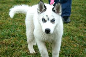 The black gerberian shepsky breed is amiable, and it can get along with any family and children quickly. Siberian Husky Wolf Mix Cute Dogs Gallery Husky Puppy White Husky Husky Wolf Mix