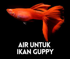 (gula merah/gula arennya sudah mencair), matikan api. Cara Buat Air Untuk Ikan Guppy Info Ikan Guppy Ikan Hiasan Terkini