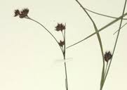 Image result for Brachythrix glomerata