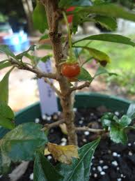 Tea olives (osmanthus species) are some of the most sweetly fragrant plants in southern gardens. Forum Fruit Of The Fukien
