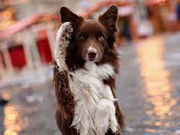 We did not find results for: Border Collie Lab Mix Borador What You Need To Know Bordercolliehealth