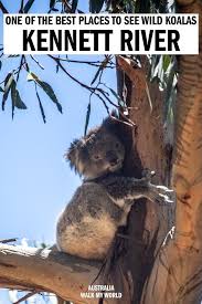 The Kennett River Koala Walk One Of The Easiest Places To Spot Wild Koalas On The Great Ocean Road We Ll Tell Yo In 2020 Wildlife Travel Koalas Australian Road Trip