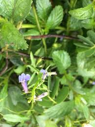 Image result for Lobelia fervens