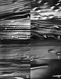 Image result for Agrostis kilimandscharica