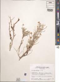 Image result for Pilostyles aethiopica