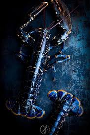 Homard Bleu Homard Bleu Homard Photo De Plats