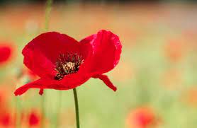 This page contains a national calendar of all 2021 public holidays. Remembrance Day In Australia