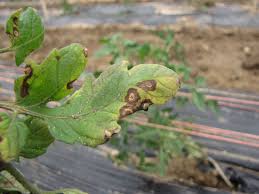 Image result for Septoria leaf spot of tomato