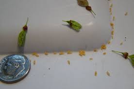 There a powdery feel on hands. Look What S Falling From Our Elm Trees Neighborhood Nature