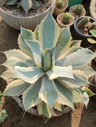 Image result for Agavaceae