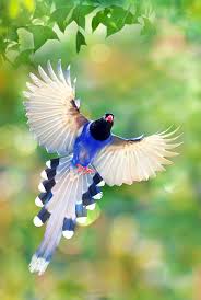 Small Birds With Long Tail Feathers Pin On Feathers Beaks Claws