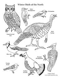 Print or download winter coloring pages for kids. Winter Birds Of The North Coloring Page