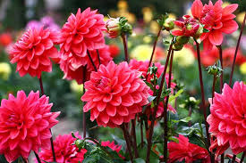 Find images of spring flowers. 15 Best Late Summer Flowering Bulbs Gardener S Path
