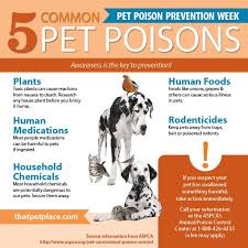 If it is even possible that your pet ate a lot of pills, a whole pack of gum. March Is Poison Prevention Month Jet City Animal Clinic