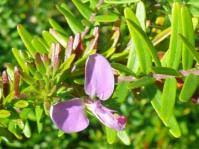 Image result for Polygala gazensis