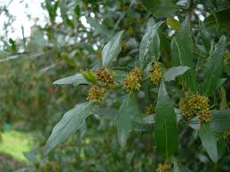 Image result for Rhamnus staddo