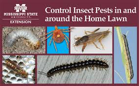 Shake it up and then spray it directly on the spittlebugs. Control Of Insect Pests In And Around The Home Lawn Mississippi State University Extension Service