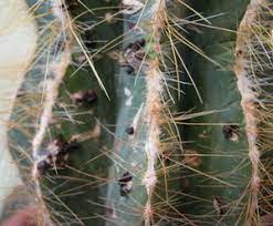 I have always loved cacti and how easy they are to manage. Full Guide On Cactus Diseases Pests And Treatments Terrarium Planting Guide
