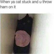When Ya Cat Stuck And U Throw Ham On It 9gag