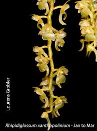 Image result for Rhipidoglossum