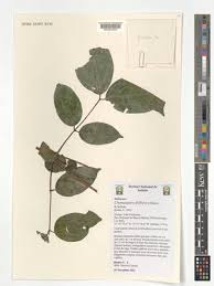 Image result for Polysphaeria multiflora