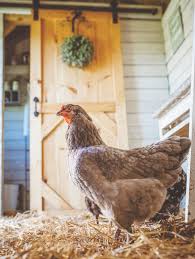 Backyard poultry is the voice of the small flock owner. The Beginners Guide To Raising Backyard Chickens Fresh Eggs Daily